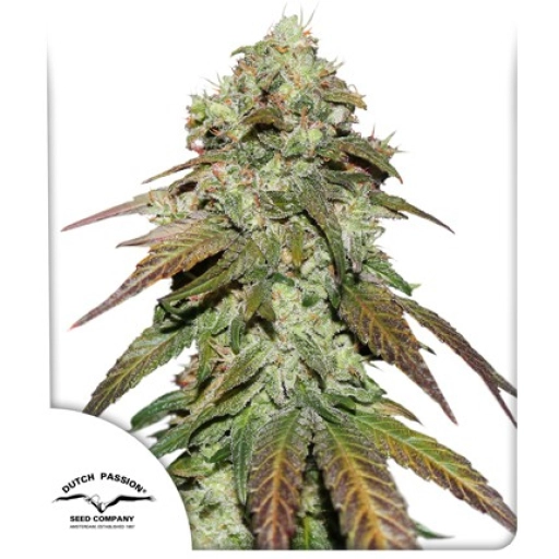 Mazar – Dutch Passion – Feminizowane