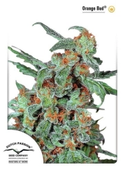 Orange Bud Feminized cannabis flower bud by Dutch Passion