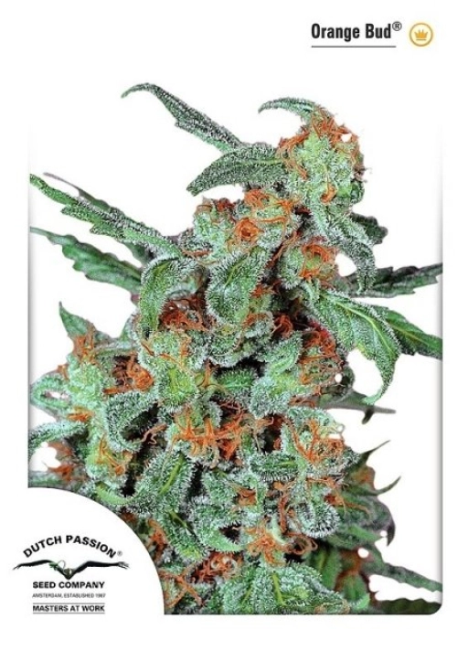 Orange Bud – Dutch Passion – Feminizowane