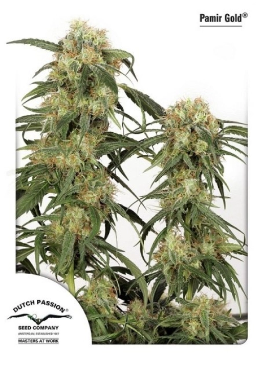 Pamir Gold – Dutch Passion – Feminizowane