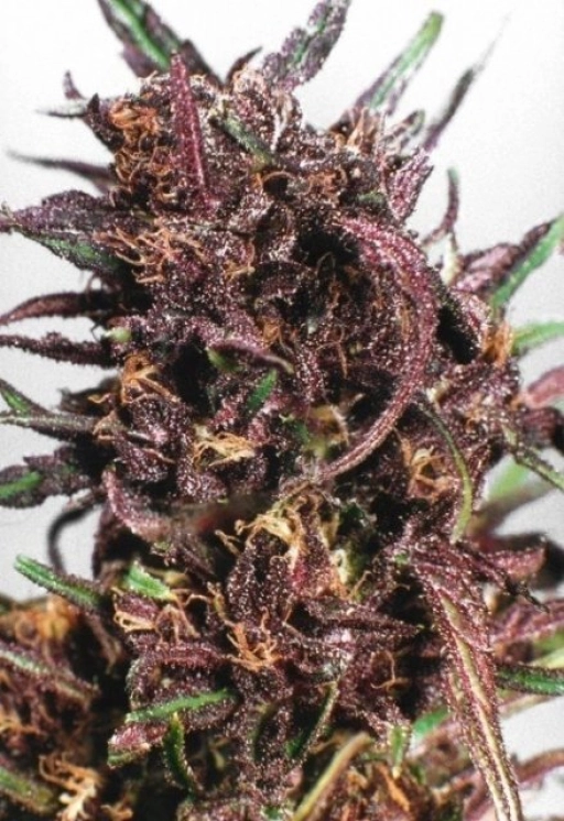 Purple #1 – Dutch Passion – Feminizowane