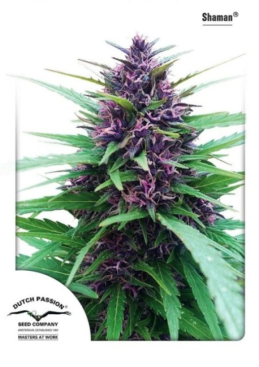 Shaman – Dutch Passion – Feminizowane