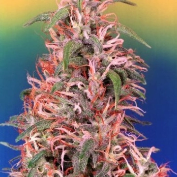 Skunk Passion Feminized cannabis flower bud by Dutch Passion