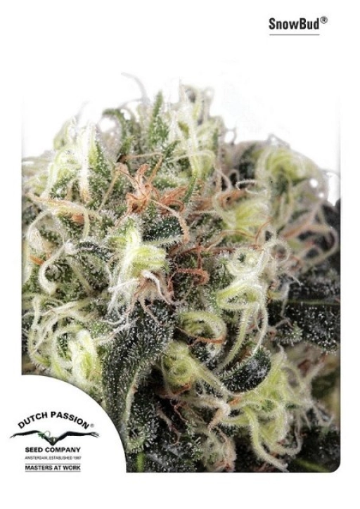 Snow Bud – Dutch Passion – Feminizowane