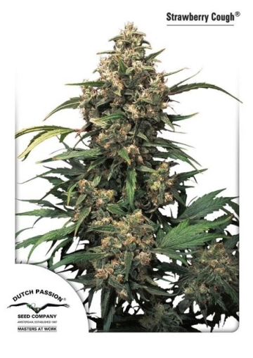 Strawberry Cough Feminized cannabis flower bud by Dutch Passion
