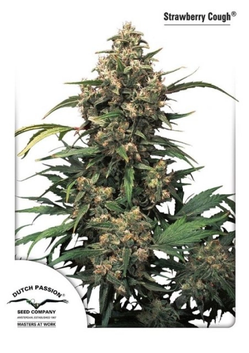 Strawberry Cough – Dutch Passion – Feminizowane