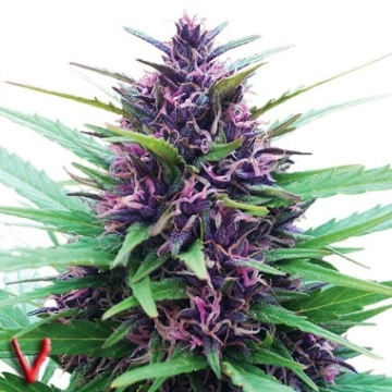 Twilight Feminized cannabis flower bud by Dutch Passion