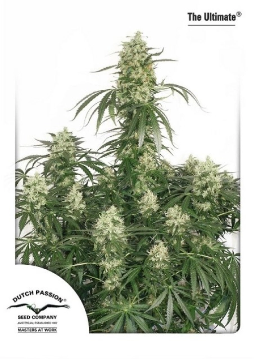 Ultimate – Dutch Passion – Feminizowane