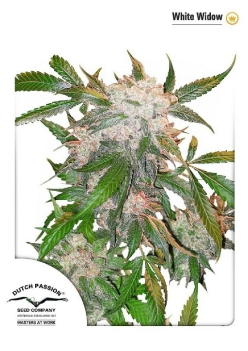 White Widow – Dutch Passion – Feminizowane