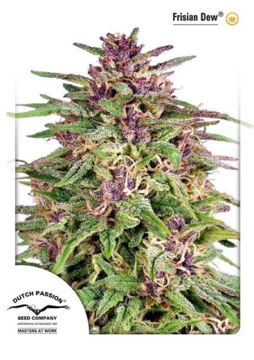 Frisian Dew – Dutch Passion – Feminizowane