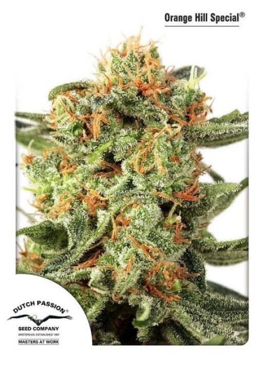 Orange HIll Special – Dutch Passion – Feminizowane