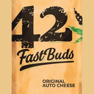Original Auto Cheese Autoflowering cannabis flower bud by FastBuds Seeds