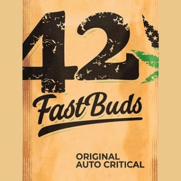 Original Auto Critical Autoflowering cannabis flower bud by FastBuds Seeds