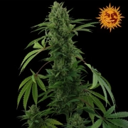 Pineapple Express Auto – FastBuds – Autoflowering