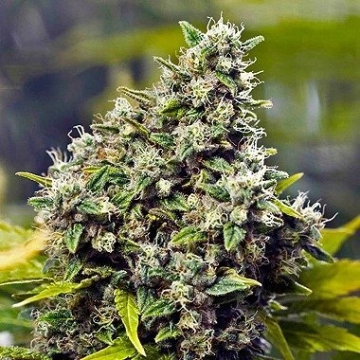 Grapefruit Autoflowering cannabis flower bud by Female Seeds