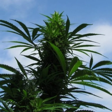 Outdoor C99 – Female Seeds – Feminizowane