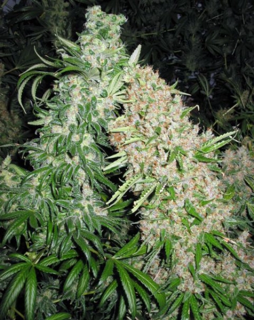 Skunk Special – Female Seeds – Feminizowane