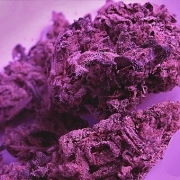 Swiss Skunk – Tyrol Seeds – Feminizowane