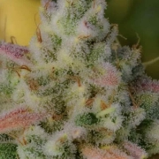 Auto Gelato Autoflowering cannabis flower bud by Feminised Seeds