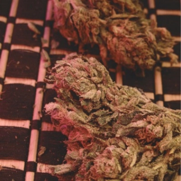 Big Bag Feminized cannabis flower bud by Feminised Seeds