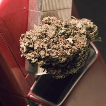 Blue Treacle Automatic Autoflowering cannabis flower bud by Feminised Seeds