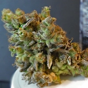 CBD Python Feminized cannabis flower bud by Feminised Seeds