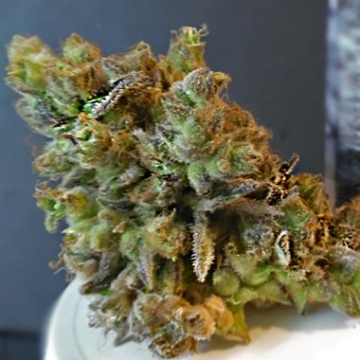CBD Python Feminized cannabis flower bud by Feminised Seeds