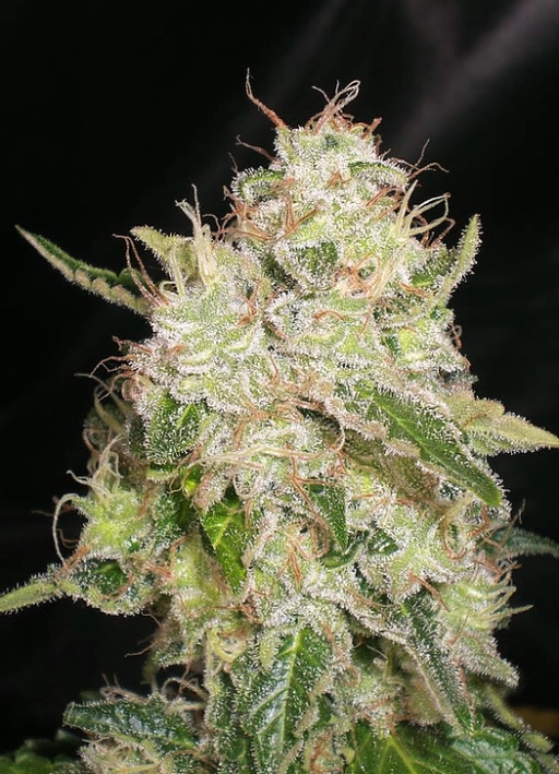 Chronic – Tyrol Seeds – Feminizowane – Product view 2