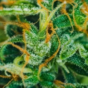 Dos Si Dos Feminized cannabis flower bud by Feminised Seeds