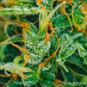 Dos Si Dos Feminized cannabis flower bud by Feminised Seeds