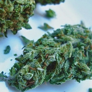 Double Berry Feminized cannabis flower bud by Feminised Seeds