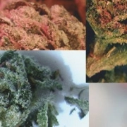 Indoor Mix Feminized cannabis flower bud by Feminised Seeds