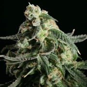 Girl Scout Cookies – Tyrol Seeds – Feminizowane – Product view 2