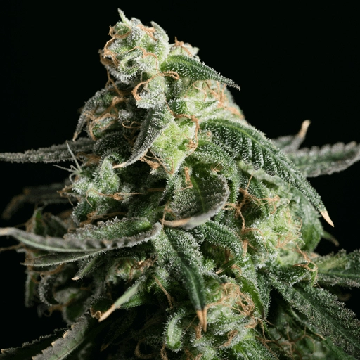 Girl Scout Cookies – Tyrol Seeds – Feminizowane – Product view 2
