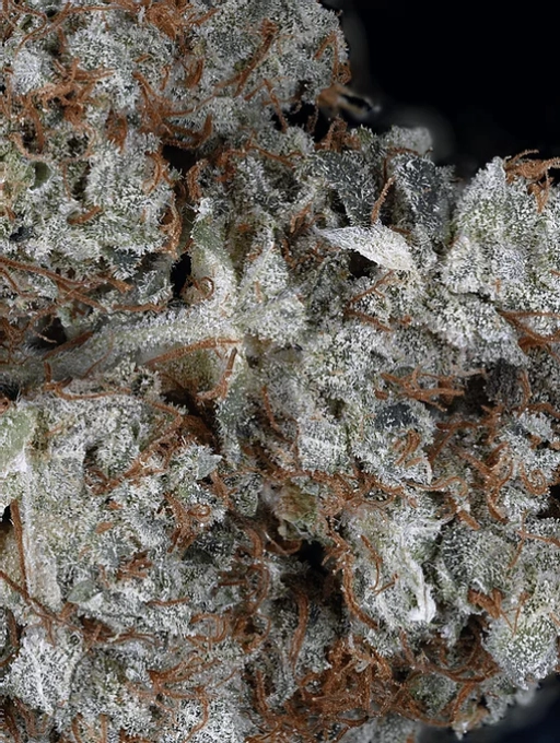 Gorilla Glue – Tyrol Seeds – Feminizowane