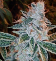OG Kush – Tyrol Seeds – Feminizowane – Product view 2