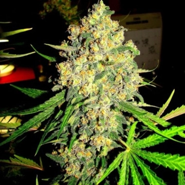 Pink Sherbert Feminized cannabis flower bud by Feminised Seeds