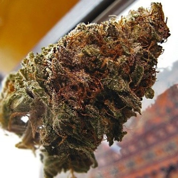 Super Iced Grapefruit Feminized cannabis flower bud by Feminised Seeds