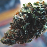 The Widow Feminized cannabis flower bud by Feminised Seeds