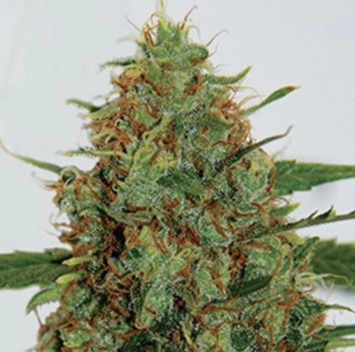 Cinderella 99 – G13 Labs – Feminizowane
