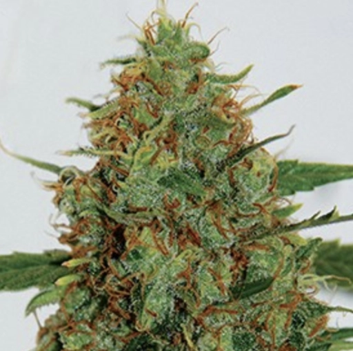 Gigabud – G13 Labs – Feminizowane