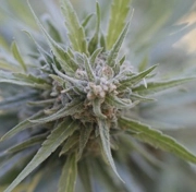 Midnight Kush Feminized cannabis flower bud by G13 Labs Seeds