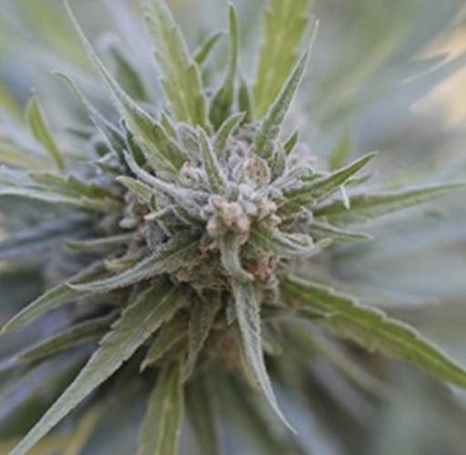 Midnight Kush – G13 Labs – Feminizowane