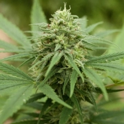 Pineapple Express #2 Feminized cannabis flower bud by G13 Labs Seeds