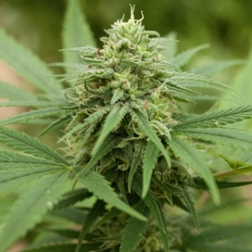 Pineapple Express #2 Feminized cannabis flower bud by G13 Labs Seeds