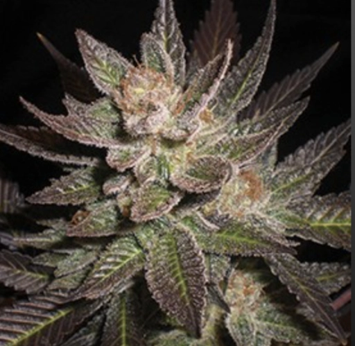 Purple Haze – G13 Labs – Feminizowane