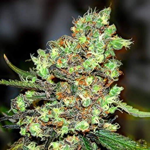 Skunk #1 – G13 Labs – Feminizowane
