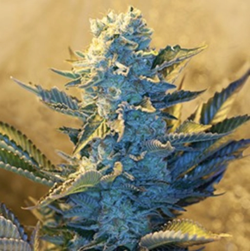 White Widow – G13 Labs – Feminizowane