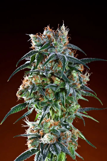 Bay 11 Regular cannabis flower bud by Grand Daddy Purp