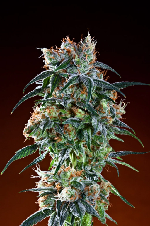 Bay 11 – Grand Daddy Purp – Regularne